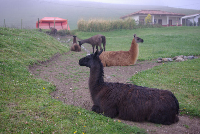 Llama in Ingapirca